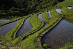 千早赤阪村：ドラマチック棚田