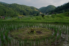 毛原の棚田：田んぼの中のモニュメント