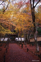 地蔵院：落葉乱舞