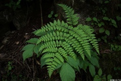 Snap@GRⅢ：玉置神社１