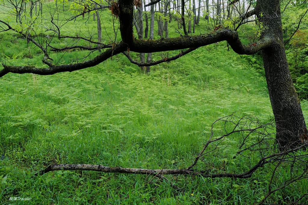 マゼノ渓谷：鬱蒼の中の枯れ木