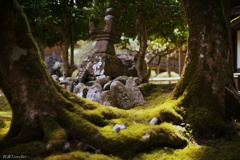 新宮寺：庭園で日向ぼっこ