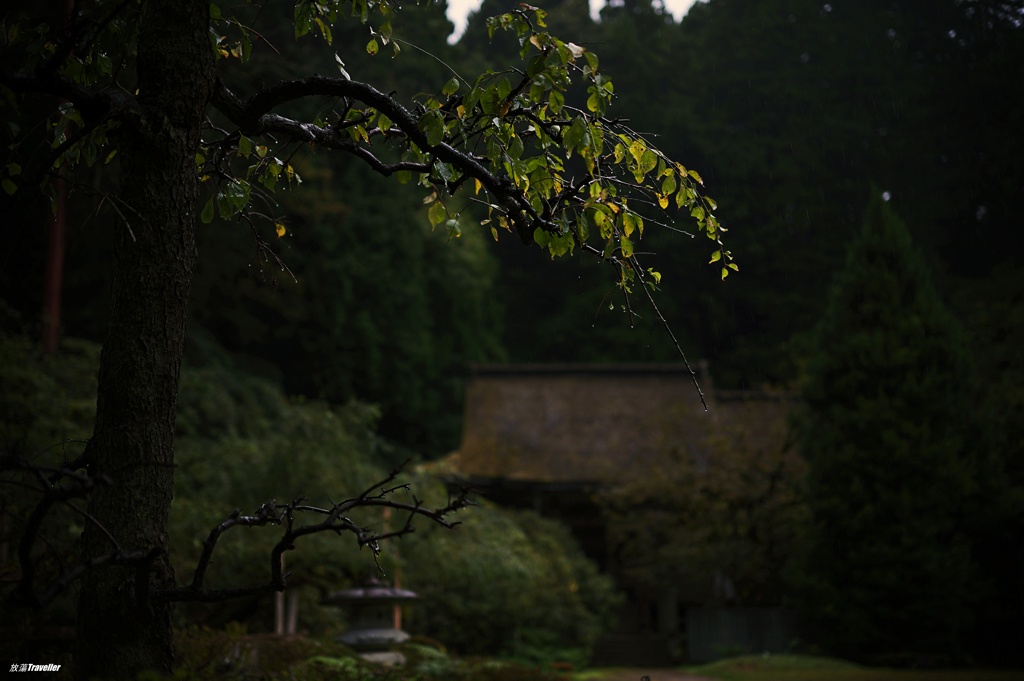 金剛三昧院：雨に打たれた老木