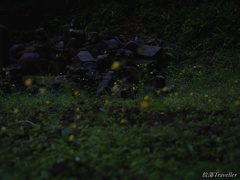 奥の院参道：幽かな黄色
