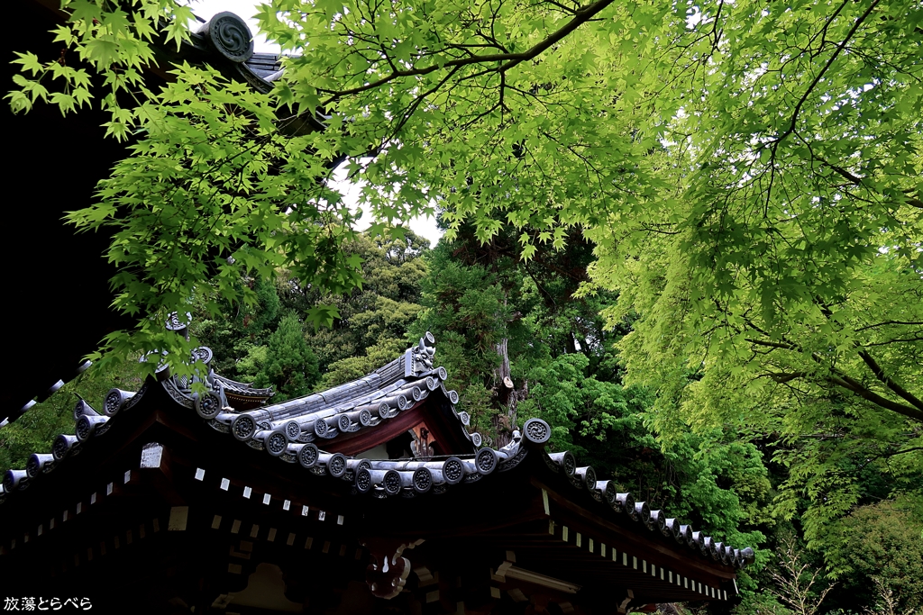 G5XⅡ＠松尾寺：紅葉すれば一段と