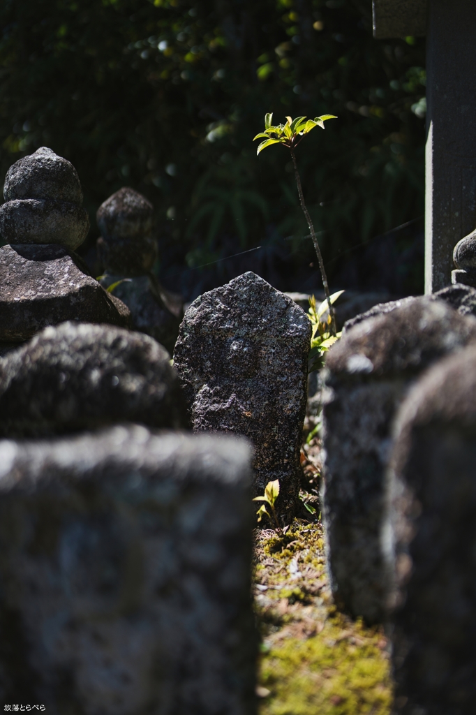 7RM4＠石塔寺：木陰の下？で合掌する石仏
