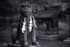 大川神社：ポートレート「神犬」