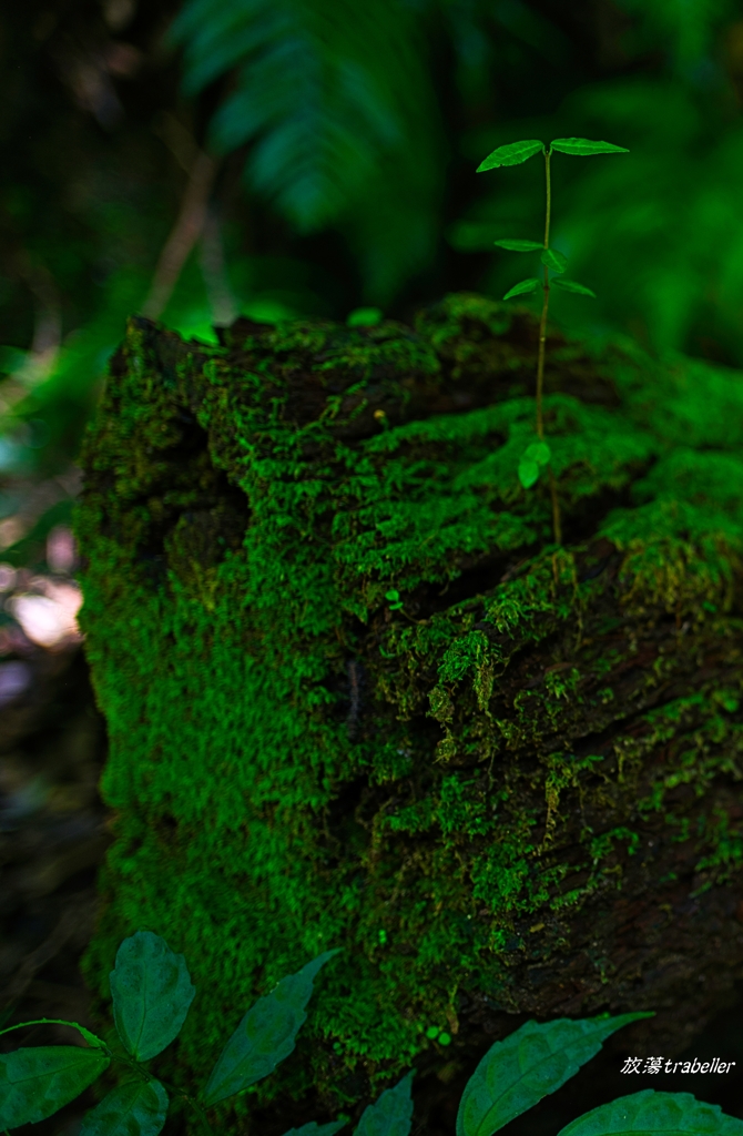 神内神社：緑の中に芽生える新たな緑