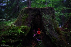 奥の院参道：スポットライト