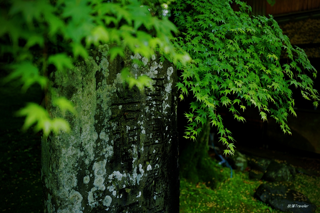 岩間寺：青もみじ