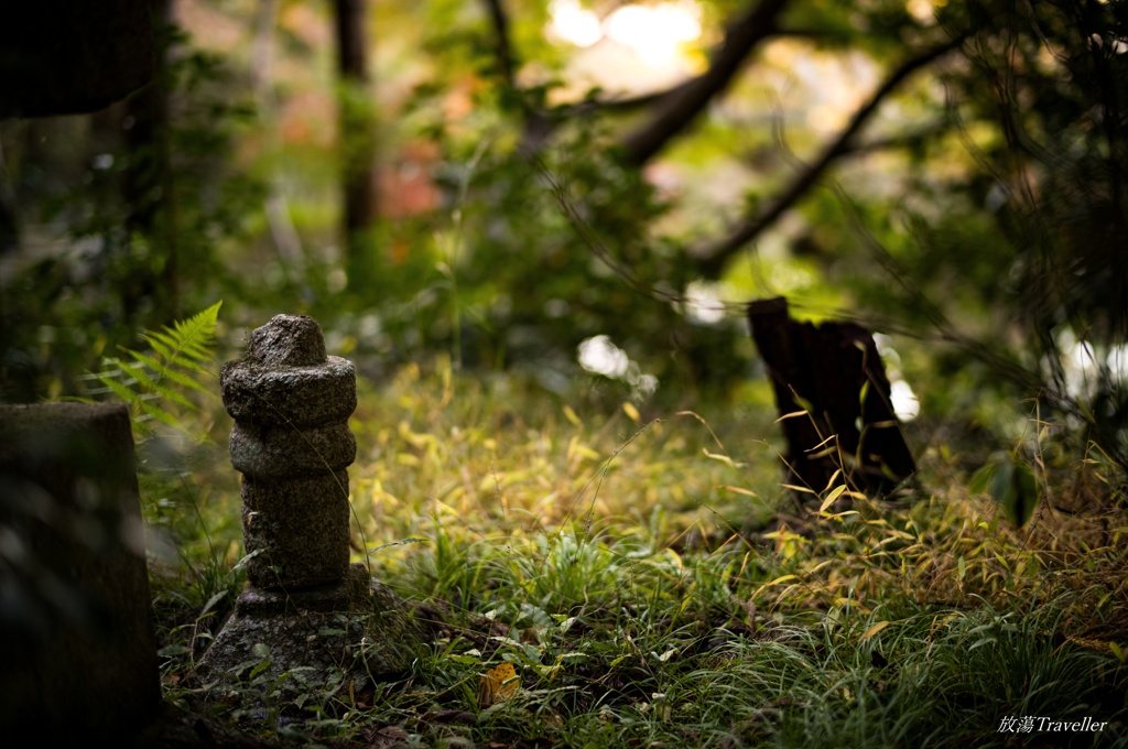 長岳寺：黄色に染まる草むらの世界