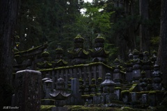 奥の院参道：光る苔が縁取る世界