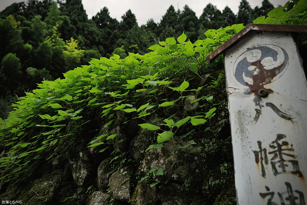 石清水八幡神社＠河内長野市：尖がった緑