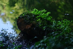 龍王ヶ淵：何気ない緑