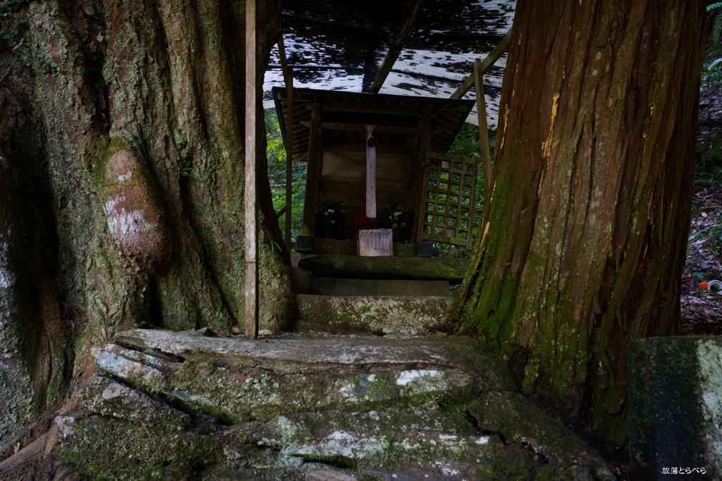 7RM4＠野田原子安地蔵尊：巨木の谷間から