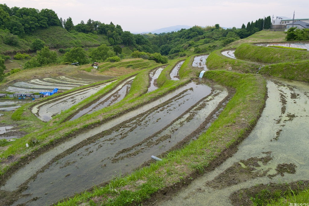 Snap@Q2：下赤阪の棚田５