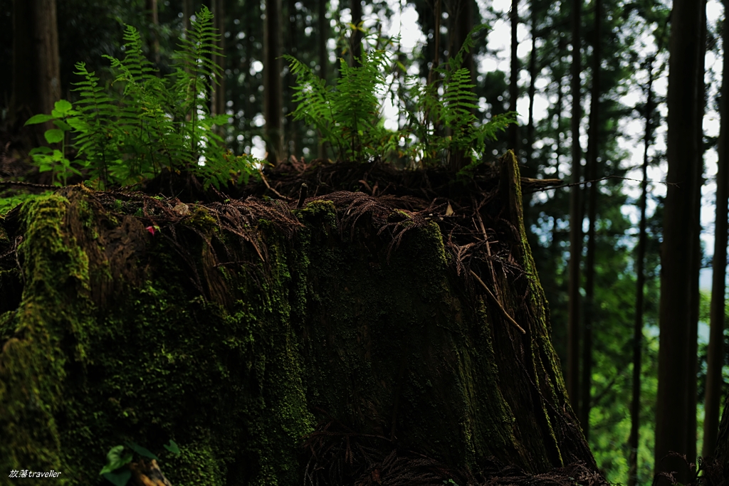 金峰神社：森によくある一場面