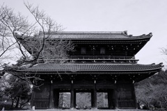 根来寺：枯れ枝と仁王門