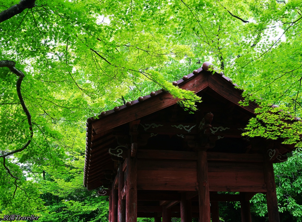黒井城跡：赤と緑