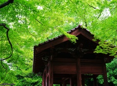 黒井城跡：赤と緑