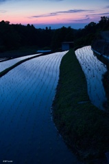 下赤阪の棚田：夜を迎える水田