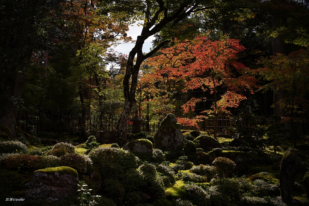 西明寺：木漏れ日が演出する紅葉