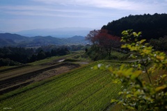 葛城山麓：冬を迎える景色