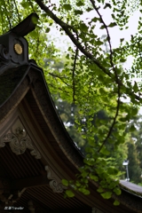 岩間寺：緑と菊