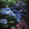 紫陽花の階段