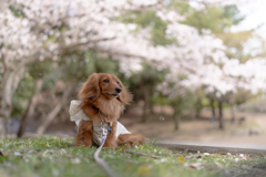 お花見