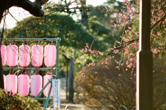 梅祭り16
