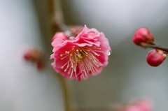 息吹き②