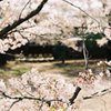 さくら、神社①