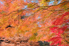 紅葉