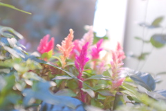 2017_1109_花