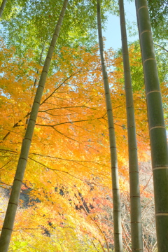 紅葉