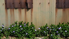 むらさき花