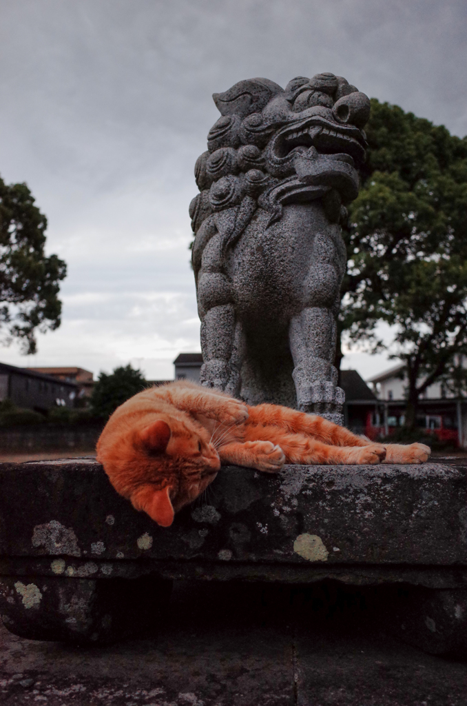 五穀神社の猫３