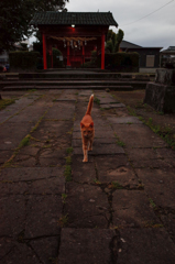 五穀神社の猫２