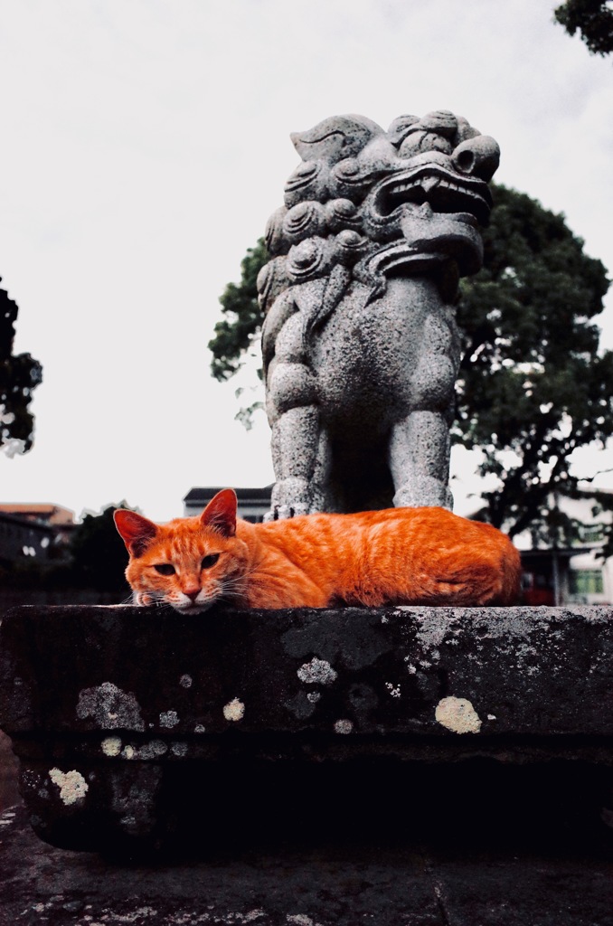 五穀神社の猫１