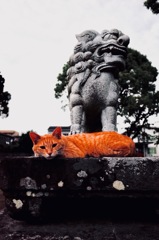 五穀神社の猫１