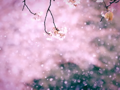 雪桜