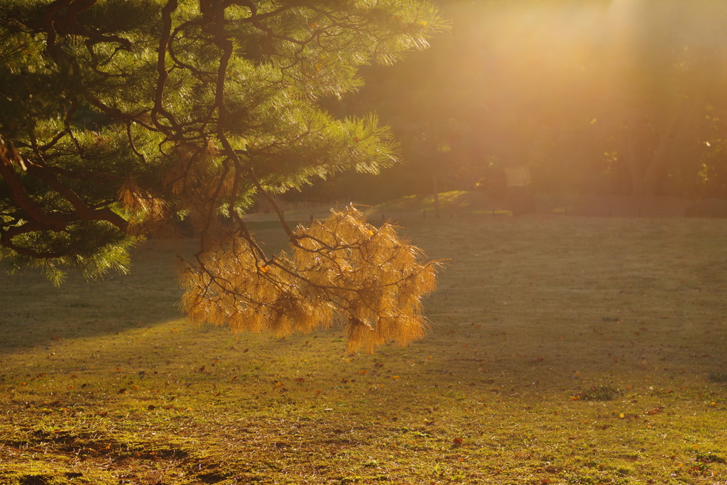The Sunset 12