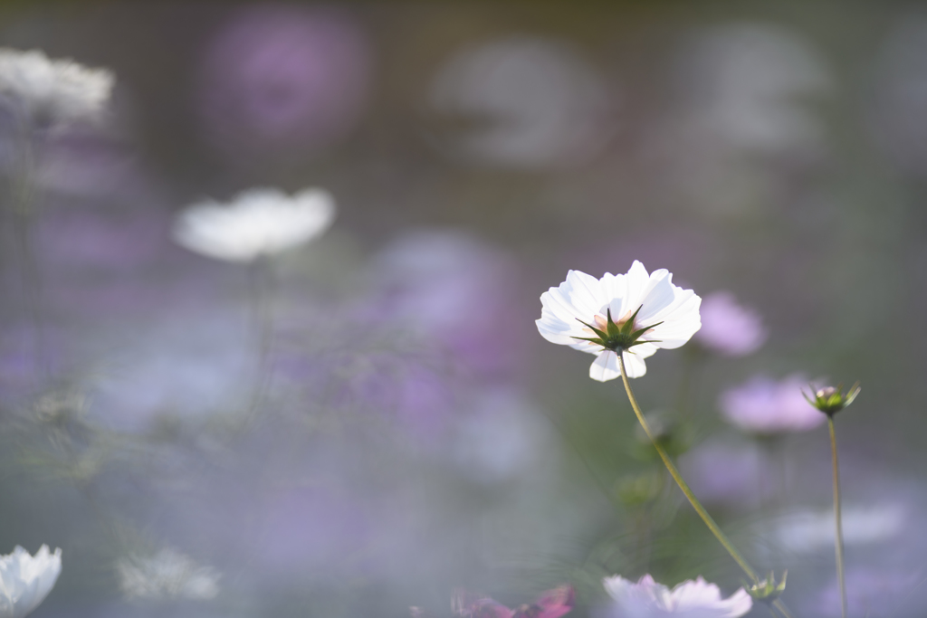 秋桜