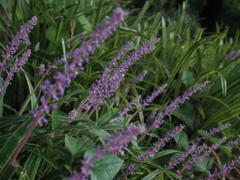 IMGP1408