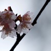 K_S24738