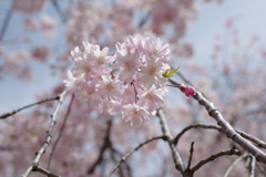 しだれ桜