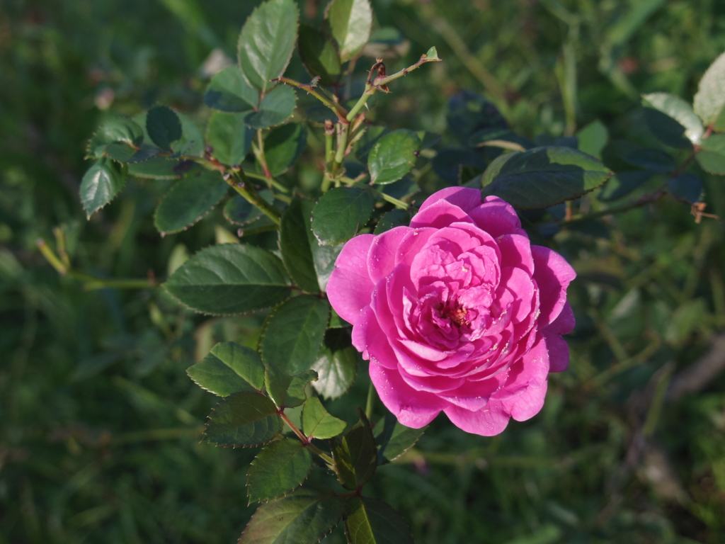 IMGP1703