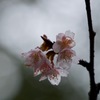 K_S24735