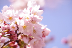 桜